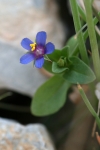 Primulaceae - prvosenkovité